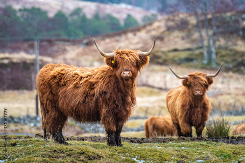Obraz na płótnie Scottish shaggy cow in a pasture, Highlands, Scotland w salonie