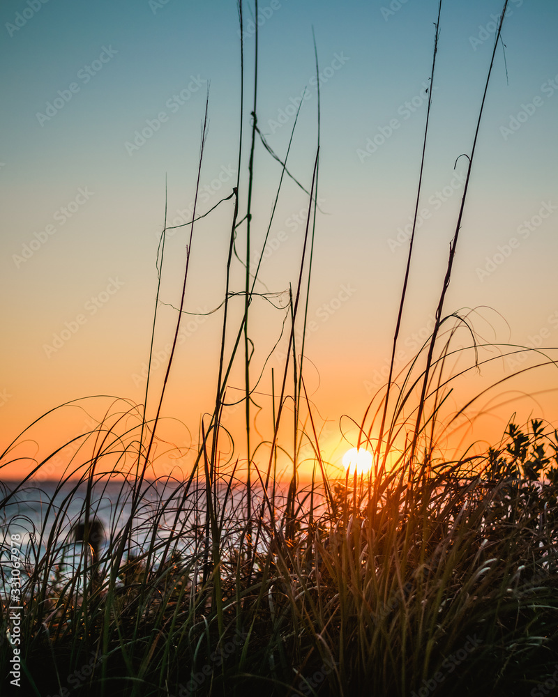 Tall Grass Silhouetted Against the Sun Rising Over the Ocean