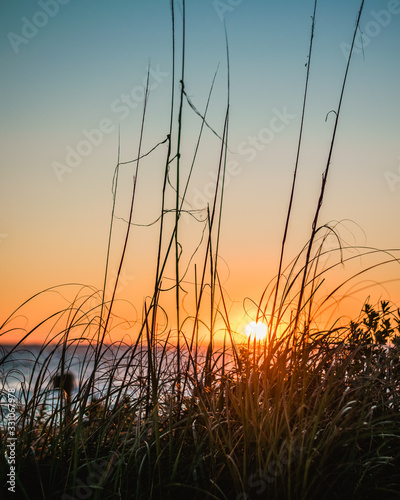 Tall Grass Silhouetted Against the Sun Rising Over the Ocean