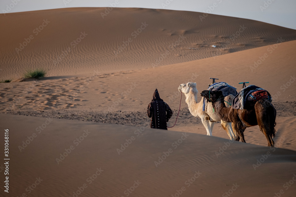 Camels and Sand Dunes, Sahara Desert, Morocco
