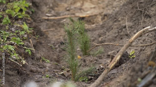 Wallpaper Mural Small pine seedlings in ground. Restoration of forest plantations by new plantings. Young pine growing. Plant growing. Young sprouts of pine growing in forest Torontodigital.ca