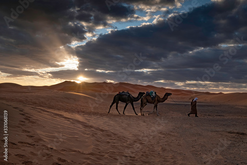 Camels and Sand Dunes at Sunrise  Sahara Desert  Morocco