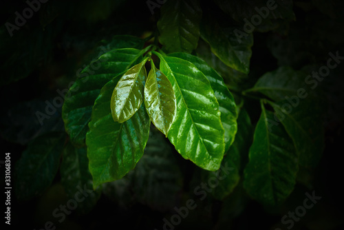 Top of coffee leaves closeup. The young shoots of coffee tree. photo