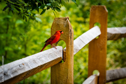 Red Cardinal song bird sitting in trees at Lake Acworth Georgia. photo