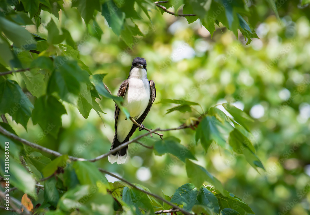 Fototapeta premium Eastern Kingbird on branch at Lake Acworth in Georgia.
