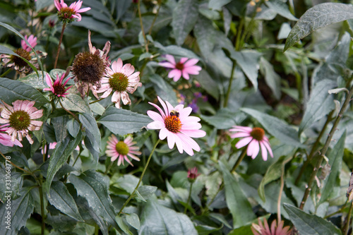 Bee in a flower