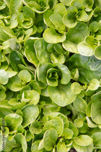 Grüner Salat: Frischer Vogerlsalat – Feldsalat – Rapunzel - (Valerianella locusta), Wintersalat wächst im Beet