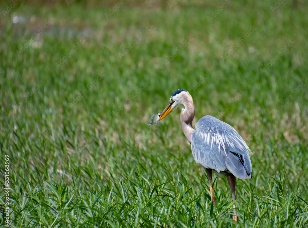 Great Blue Heron fishing in long grass at Lake Acworth Georgia. Great Blue Heron fishing in long grass at Lake Acworth Georgia.