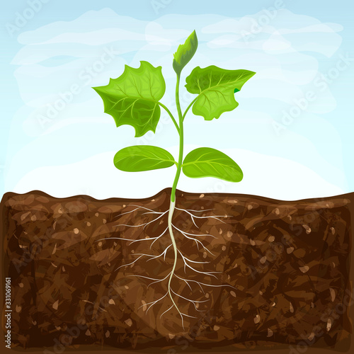 young seedling of vegetable grows in fertile soil. sprout with underground root system in ground on blue sky background. green shoot vector illustration. spring sprout of healthy cucumber plant