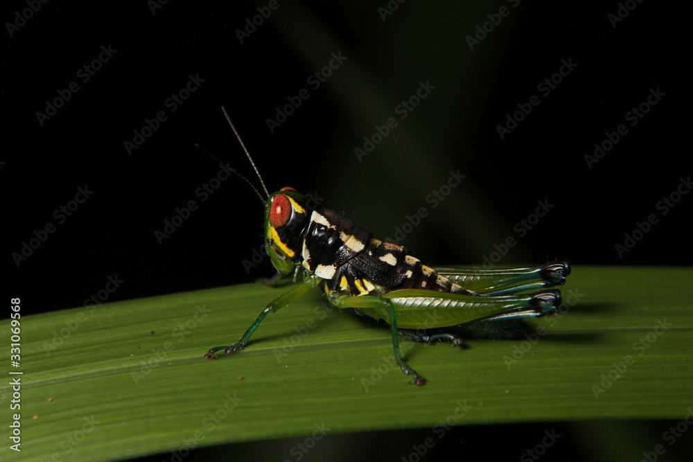 Tropical grasshopper Tropical grasshopper