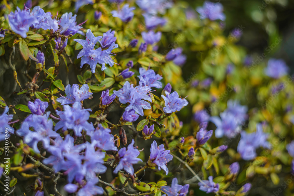 Fototapeta premium Nature background with whild, violet rhododendron in park.