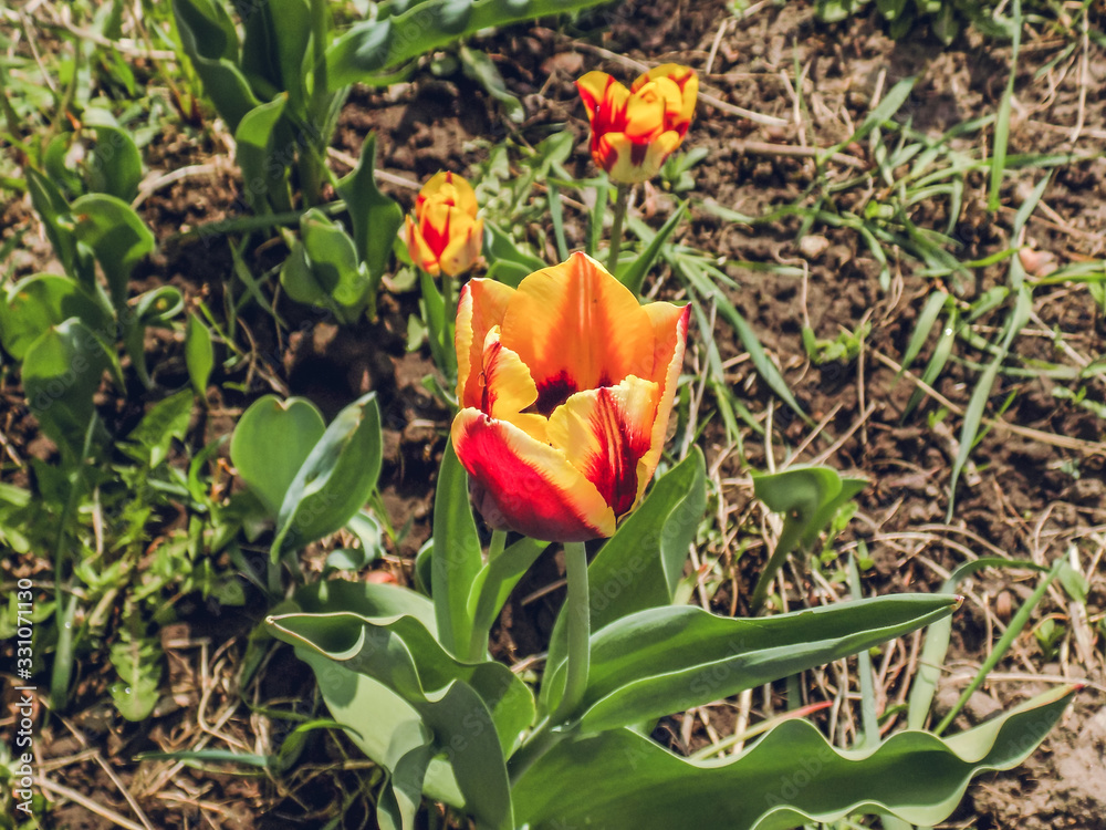 Tulip in the garden. The beginning of spring bloom.