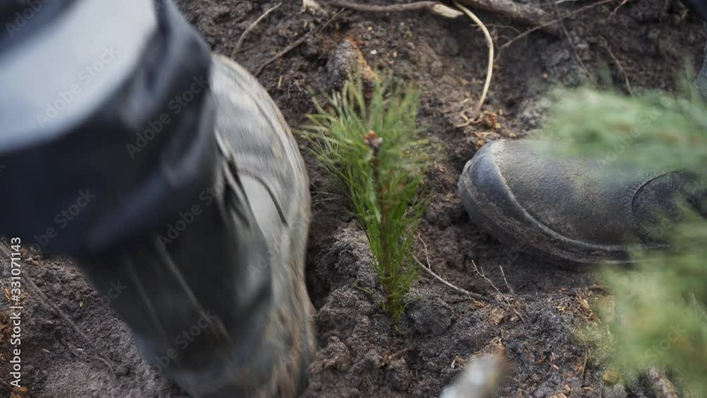 Planting forests manually. Reforestation on the planet. Working process of planting a tree. Planting forests manually. Reforestation on the planet. A forest worker is planting a tree.