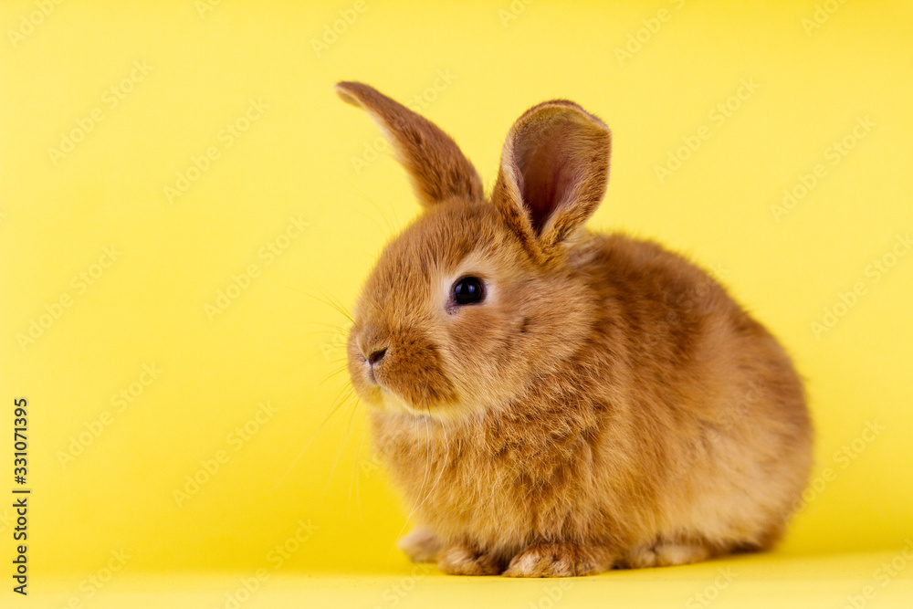 little fluffy red easter bunny on a yellow background.