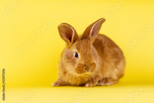 little fluffy red easter bunny on a yellow background.