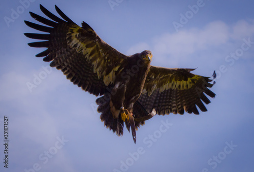 A proud golden eagle flying in the sky