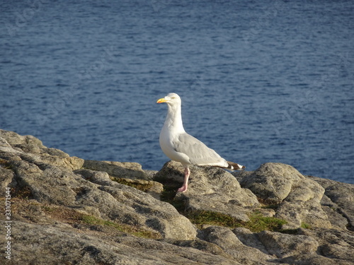 Mouette sur un rocher de Bretagne.