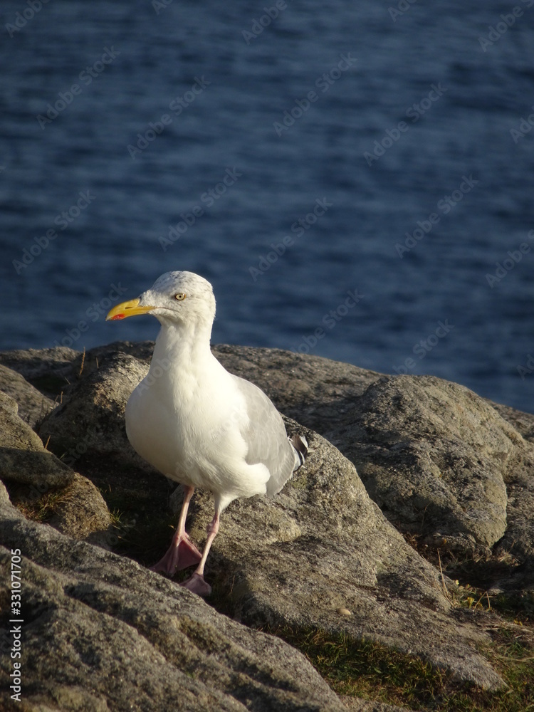 Fototapeta premium Mouette sur un rocher de Bretagne.