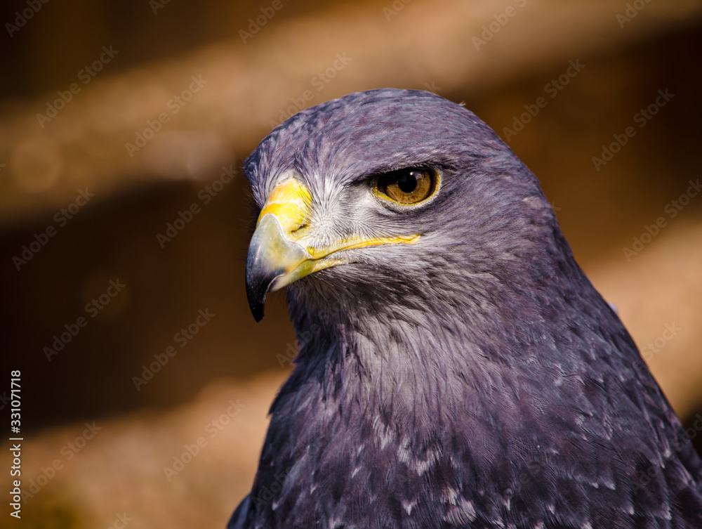 A wonderful majestic eagle from the Cordillieres A wonderful majestic eagle from the Cordillieres