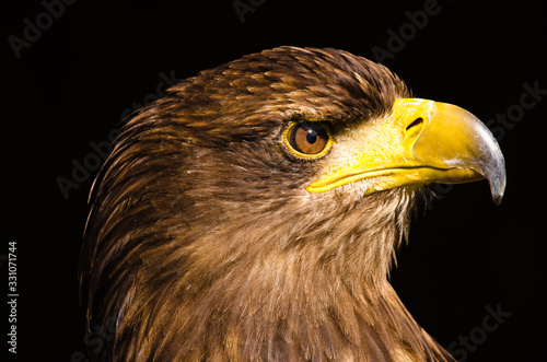 A proud golden eagle as a portrait