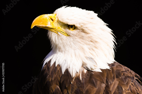 A white tailed eagle as a portrait