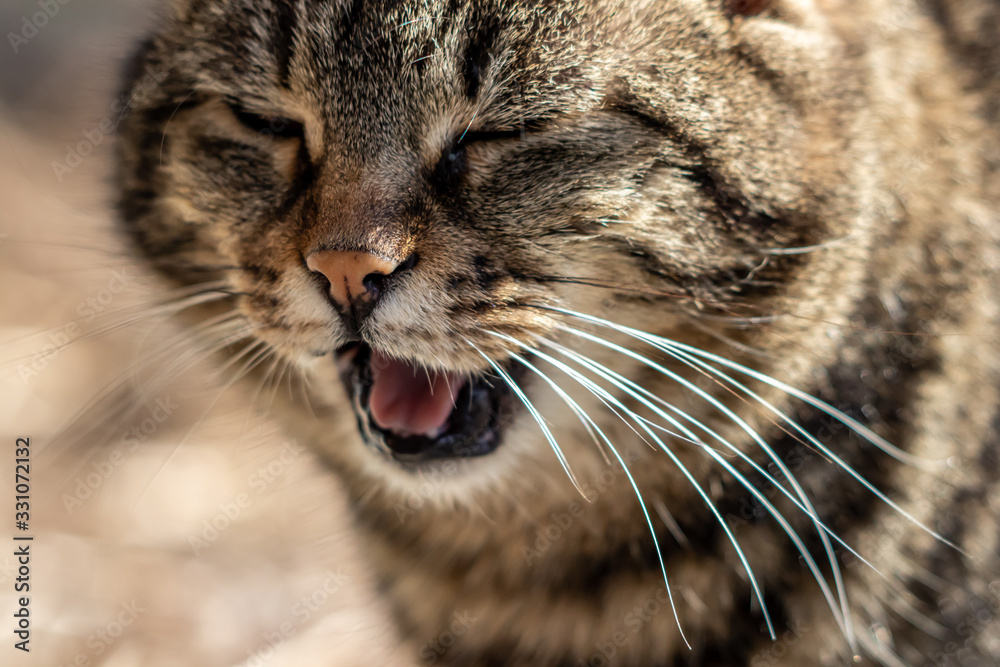 Domestic cat showing his tongue close up