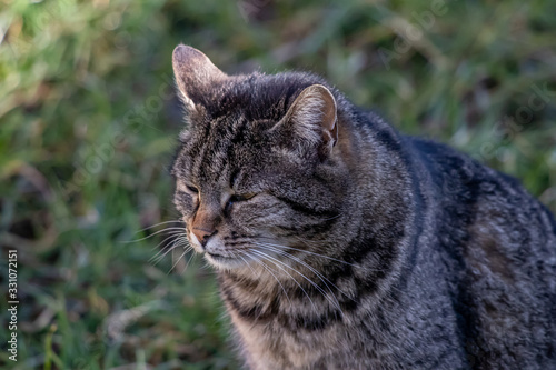 Domestic cat resting in yard from side