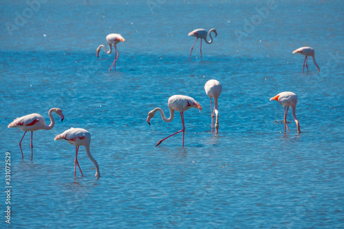 Flamingos in Kus Cenneti (Bird Paradise)