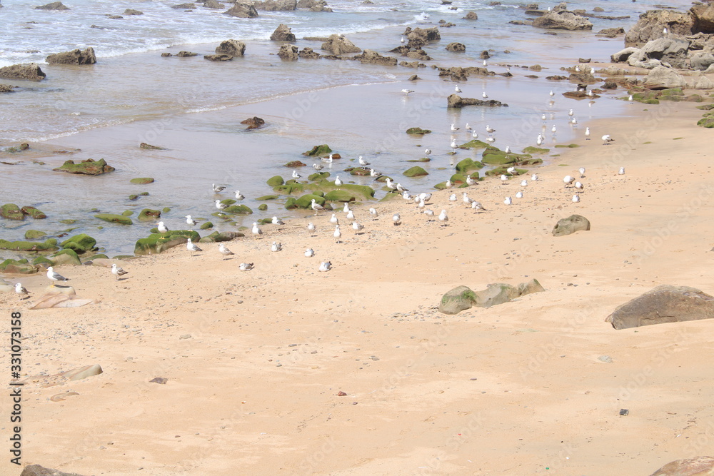 seagulles on the beach seagulles on the beach