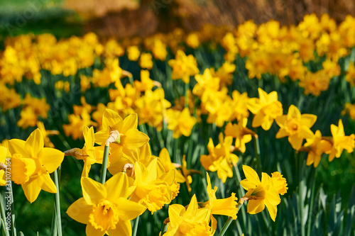 Fototapeta Naklejka Na Ścianę i Meble -  Yellow Daffodils on a green meadow on a sunny day