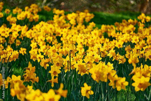 Yellow Daffodils on a green meadow on a sunny day