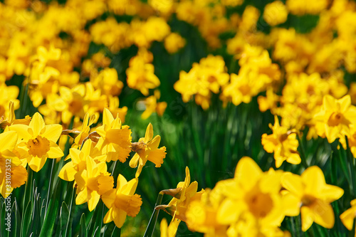Fototapeta Naklejka Na Ścianę i Meble -  Yellow Daffodils on a green meadow on a sunny day