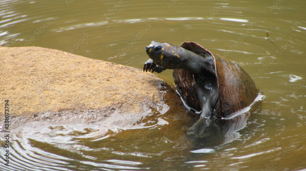 Fototapeta premium Escalando