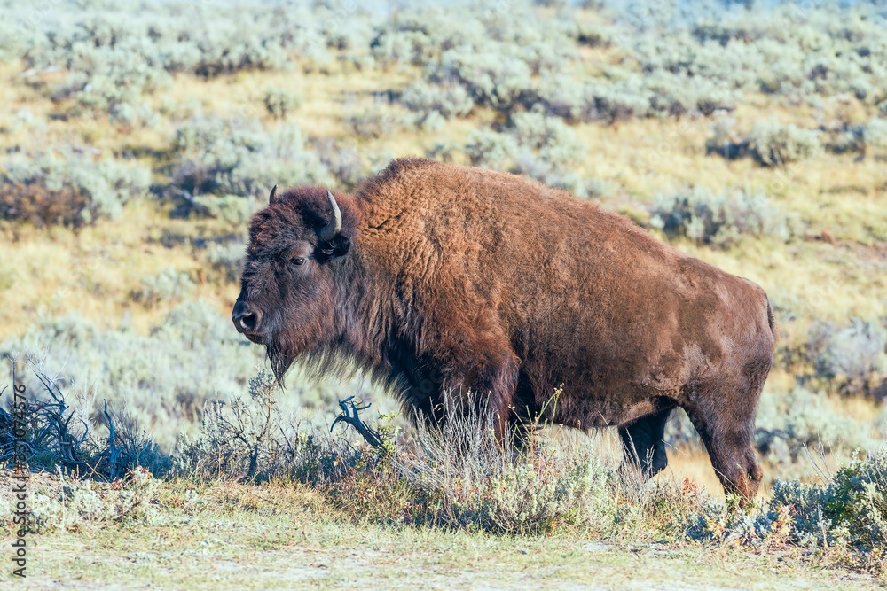 Close up portrait of American Bison in the Lamar Valley.Yellowstone National Park.Wyoming.USA