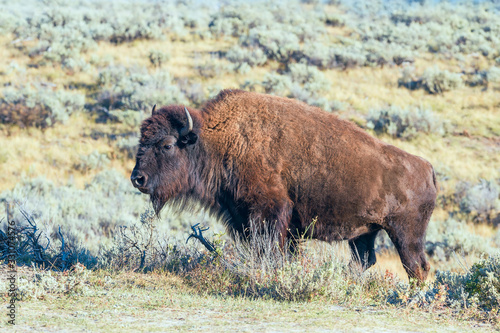 Close up portrait of American Bison in the Lamar Valley.Yellowstone National Park.Wyoming.USA