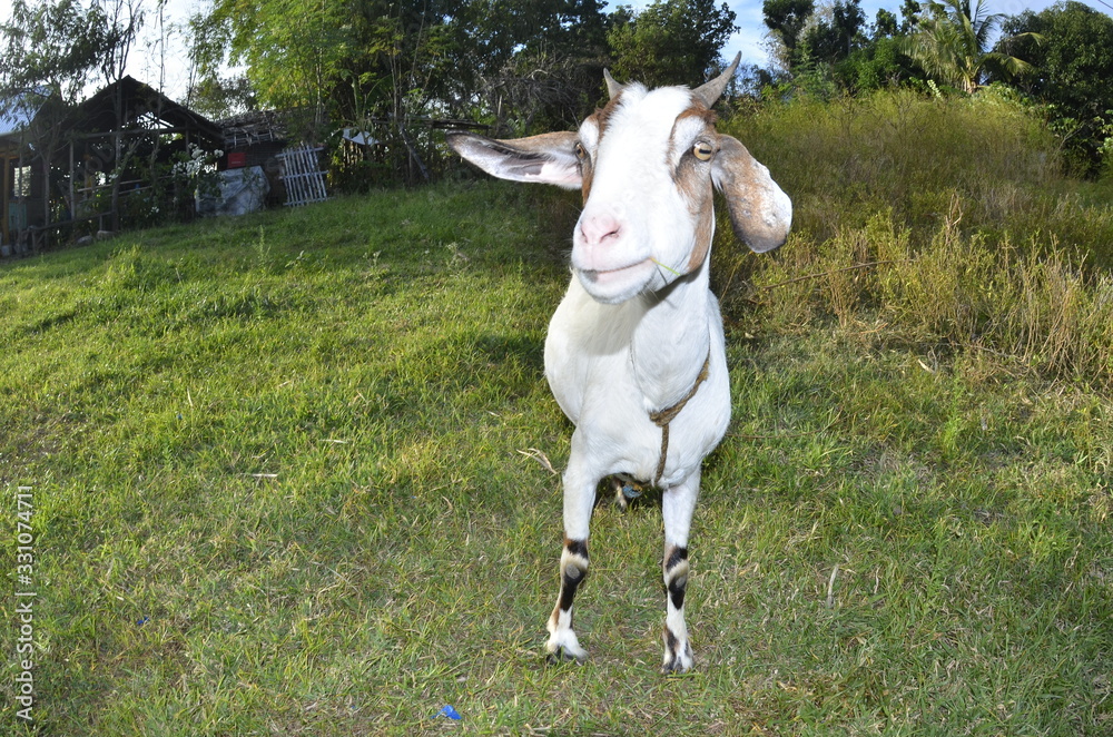 Obraz premium goat capra