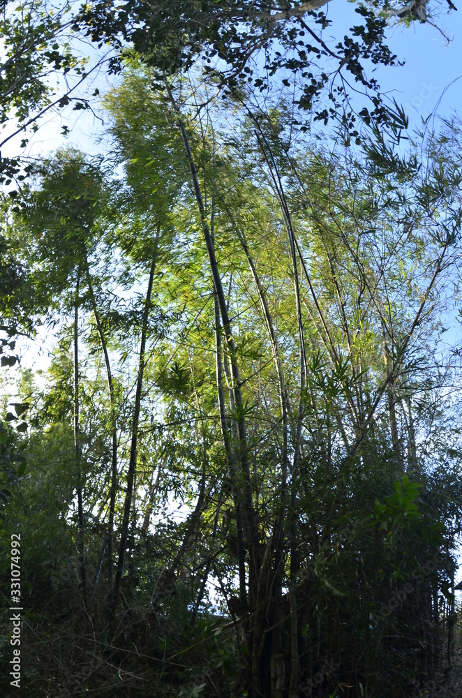 Obraz premium Canne di bamboo