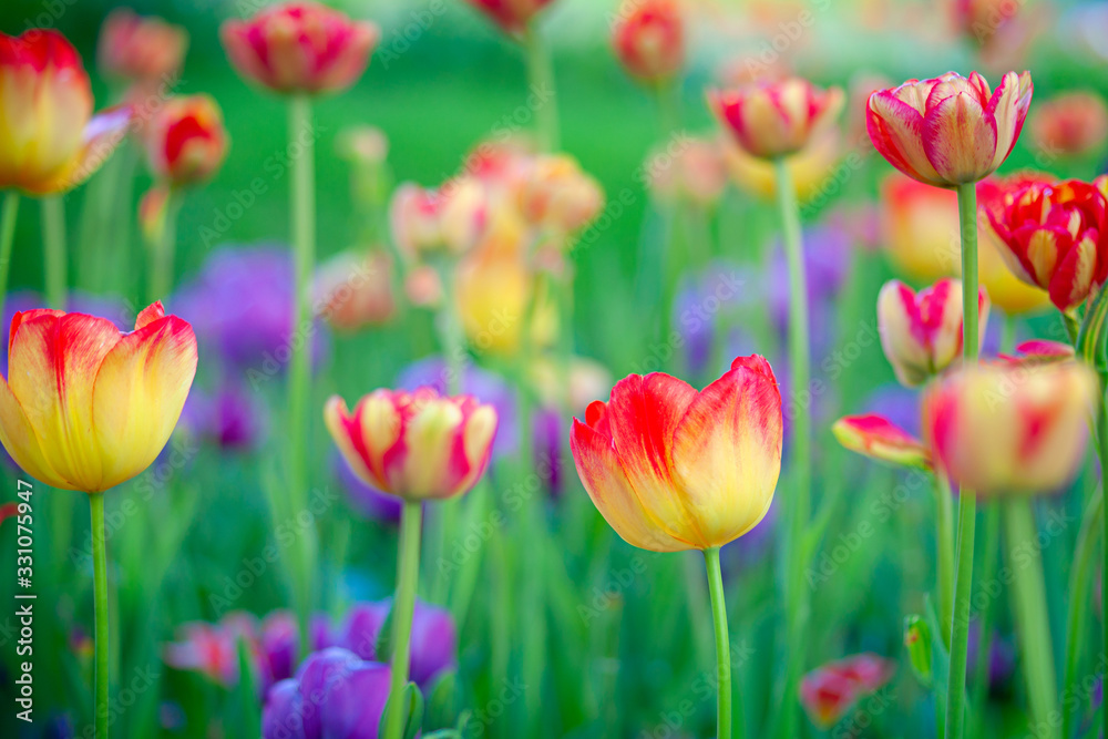 Obraz premium Amazing yellow tulips with red tops on a flowerbed between the purple tulip flowers and green grass. The beauty of the spring season.