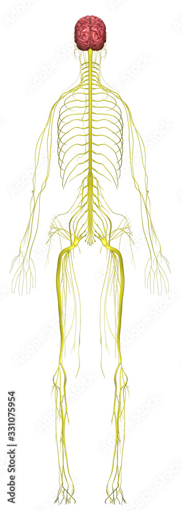 Human Anatomy Female Nervous System From Back