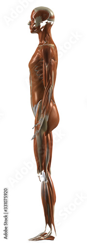 Human Anatomy Female Muscular System From Left