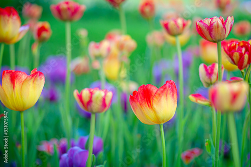 Amazing yellow tulips with red tops on a flowerbed between the purple tulip flowers and green grass. The beauty of the spring season.