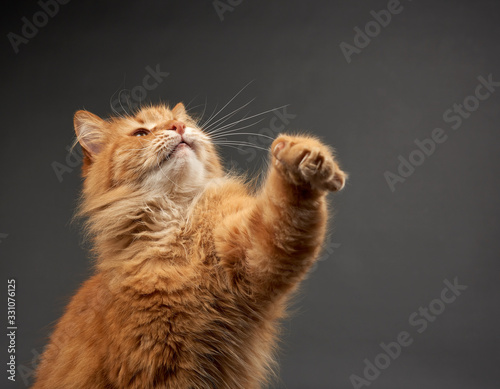 Photo adult red cat raised his front paw up, animal is played on a black background