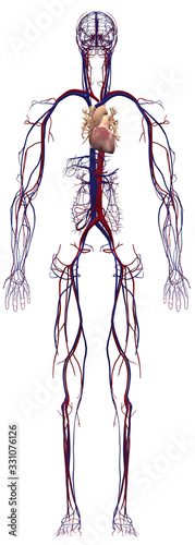 Human Anatomy Male Circulatory System From Front