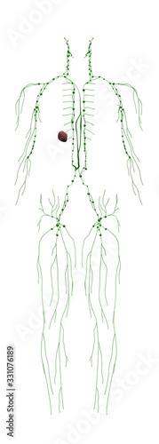 Human Anatomy Male Lymphatic System From Back