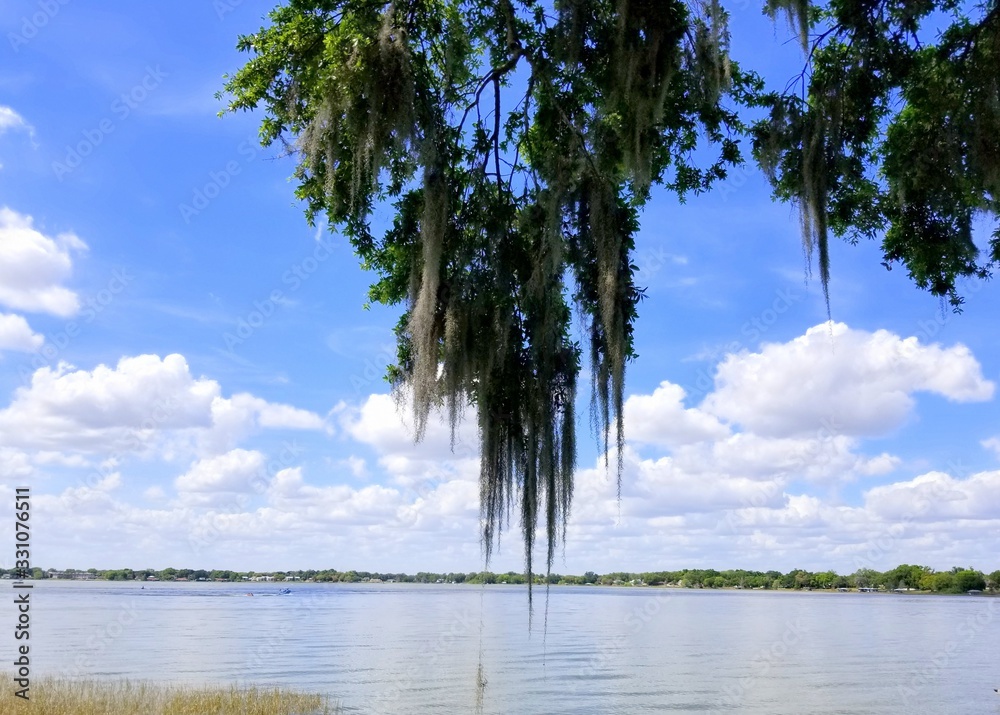 An oak tree with hanging moss by the lake near Heritage Park, Winter Haven, Florida, U.S.A