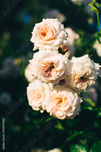 bouquet of yellow roses