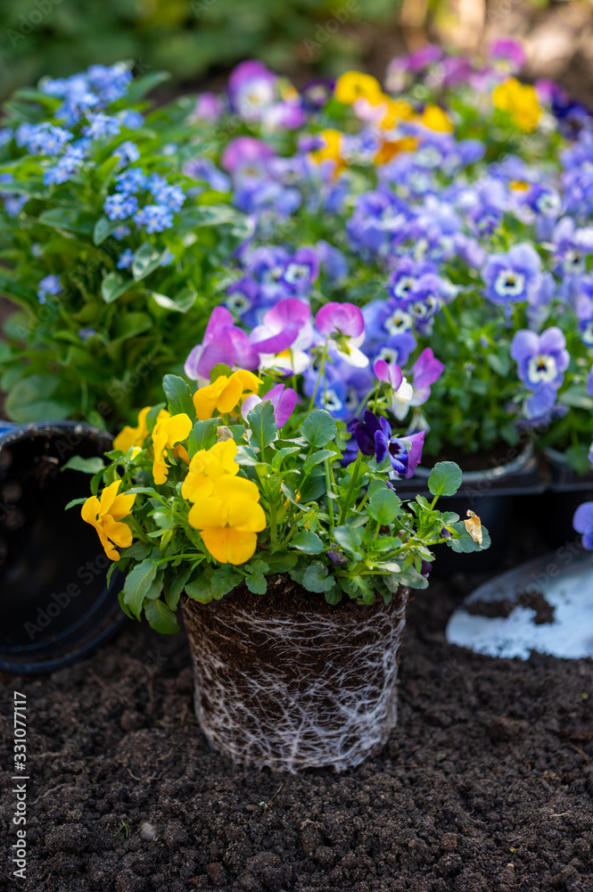 Spring garden works, ready for planting in soil ornamental colorful flowers of viola plant
