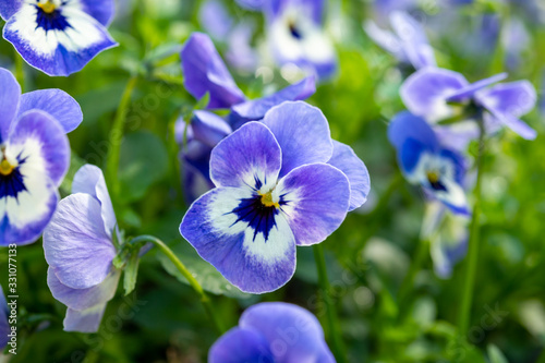 Spring garden works  ornamental colorful flowers of viola plant