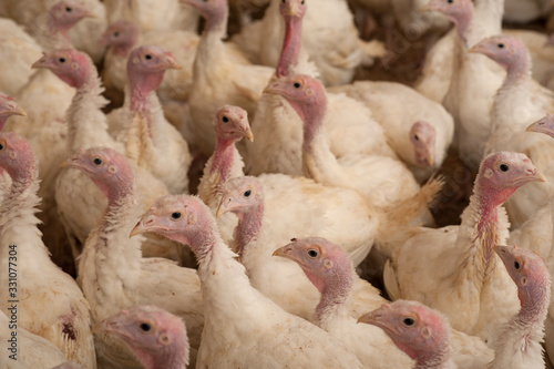  production processes taking place at a poultry farm where adult turkeys are grown from chickens, as well as processes for the production of meat products such as sausages, meat, sausages, other foоds