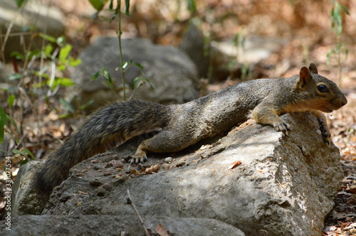 squirrel stretch